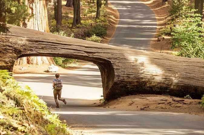 Sequoia Majesty Small Group Tour from Three Rivers. - What the $289 price really covers