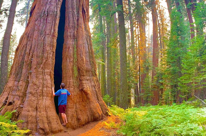 Sequoia Majesty Small Group Tour from Three Rivers. - Comfort, walking, and practical preparation