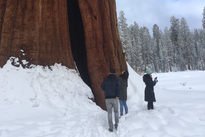 Sequoia Majesty Small Group Tour from Three Rivers. - General Sherman Tree: the essential stop