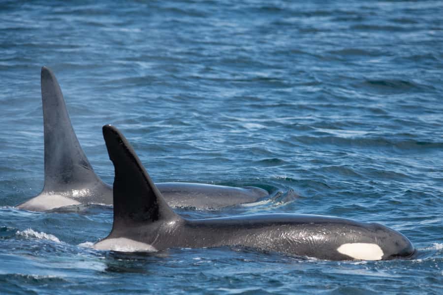 Seward: Kenai Fjords National Park Catamaran Cruise w/Lunch - The catamaran, seating, and viewing areas