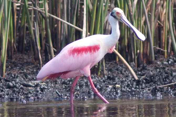 Small Group Boat, Kayak and Walking Guided Eco Tour Everglades - Kayaking brings you into the mangroves