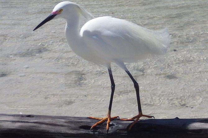Small Group Boat, Kayak and Walking Guided Eco Tour Everglades - Barrier Island Beach is about details, not a long hike