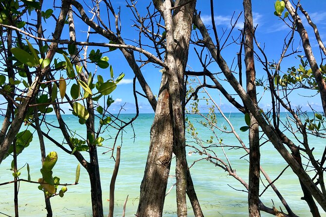 Small Group Kayak Tour of the Shell Key Preserve - Open water, wildlife, and the Shell Key beach stop