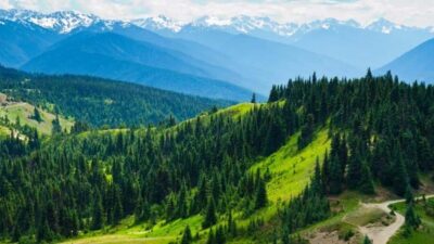 Olympic National Park Day Tour From Seattle
