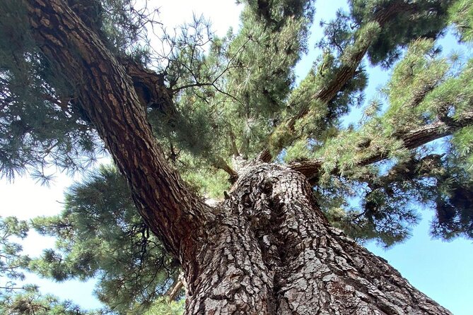 Small Group Teide National Park Volcanic and Forest Wonders - Roques de Garcia is the centerpiece