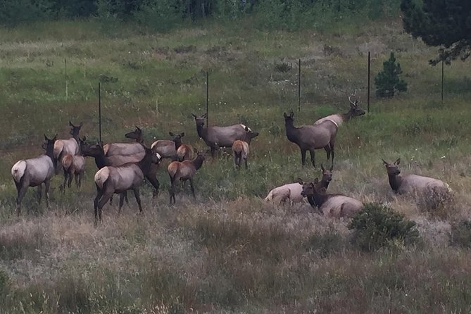 Small-Group Tour of the Rocky Mountain National Park from Denver - Estes Park gives the day a useful pause