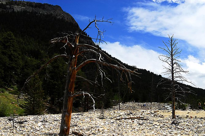 Small-Group Tour of the Rocky Mountain National Park from Denver - Moraine Park, wildlife, and the value of a guide