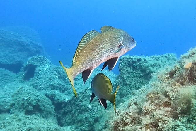 Snorkeling in the Marine Protected Area of Capo Carbonara - Isola dei Cavoli and the protected marine area
