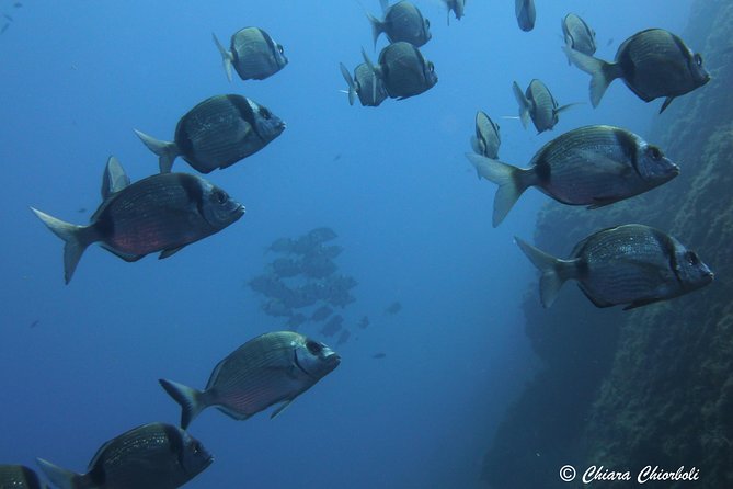 Snorkeling in the Marine Protected Area of Capo Carbonara - Getting fitted with the supplied equipment