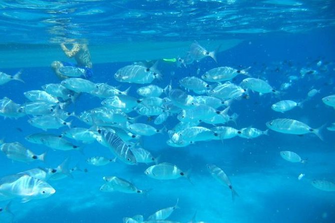 Snorkeling marine protected area Tavolara - Key points to know before booking
