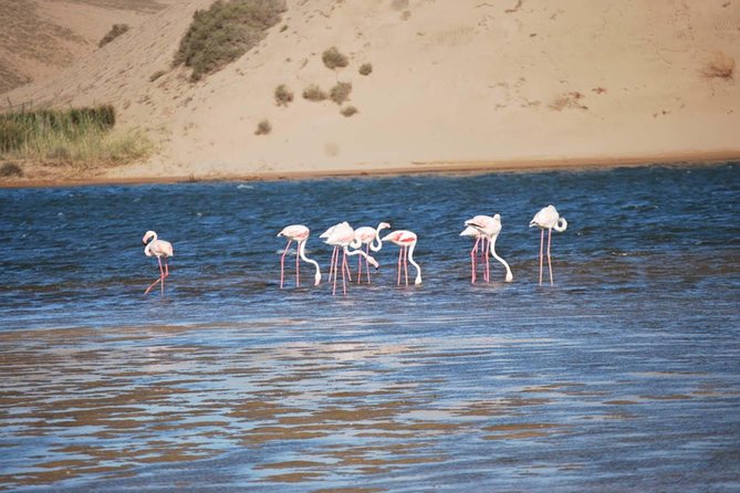 Souss Massa National Park Half Day Trip from Agadir - Two hours inside Souss Massa National Park
