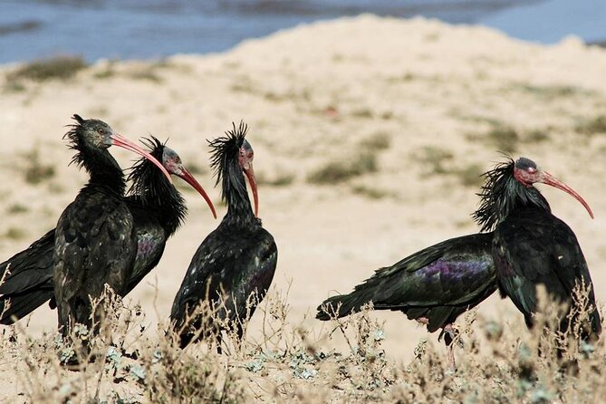 Souss Massa National Park Half Day Trip from Agadir - A safari route with room to pause
