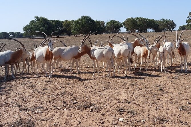 Souss Massa National Park Half Day Trip from Agadir - Tifnit: fishing boats and an untamed Atlantic view