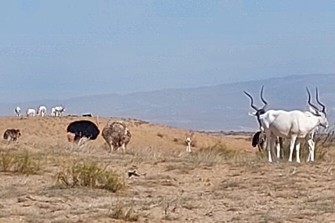 Souss Massa National Park Half Day Trip from Agadir - Lunch, tagine, and the real cost of the outing