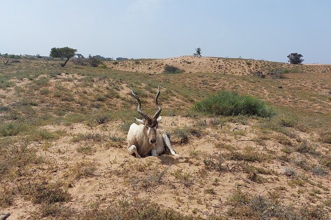 Souss Massa National Park Half Day Trip from Agadir - Who should book this Agadir excursion?