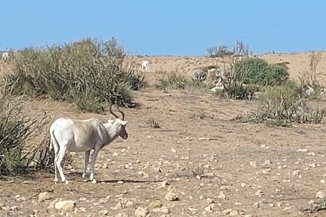Souss Massa National Park Half Day Trip from Agadir - Flamingos, ibis, and the less certain birdwatching