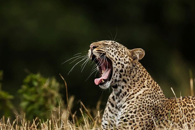 Special leopards safari Yala National park - 04.30 am to 11.30 am - Key things to know before booking