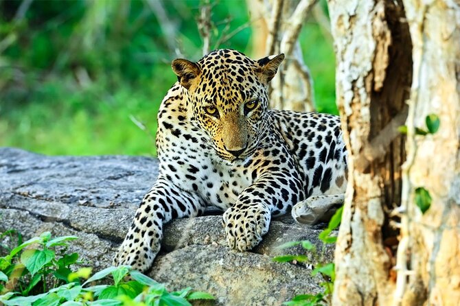 Special leopards safari Yala National park - 04.30 am to 11.30 am - Entering Yala National Park by safari jeep