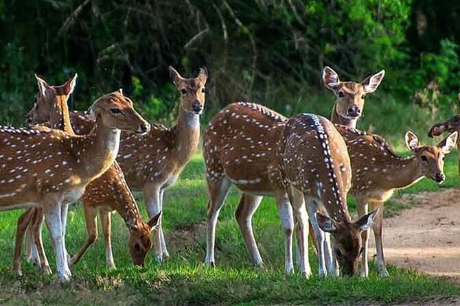 Special leopards safari Yala National park - 04.30 am to 11.30 am - Elephants, bears, deer, and smaller sightings