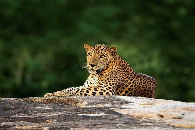 Special leopards safari Yala National park - 04.30 am to 11.30 am - The guide can make or break the morning