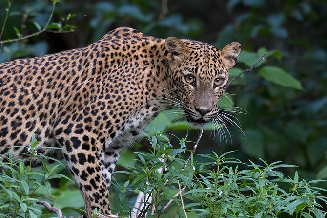 Special leopards safari Yala National park - 04.30 am to 11.30 am - Breakfast, water, and practical comfort