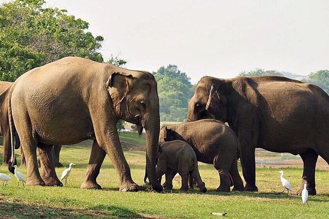 Special leopards safari Yala National park - 04.30 am to 11.30 am - What the $36.24 price really covers