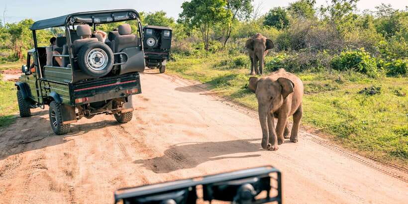 Sri Lanka: 2-Day wildlife tour; rainforest and National park - Udawalawe National Park: the strongest wildlife stop