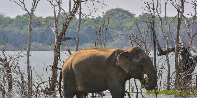 Sri Lanka: 2-Day wildlife tour; rainforest and National park - Is $350 good value?