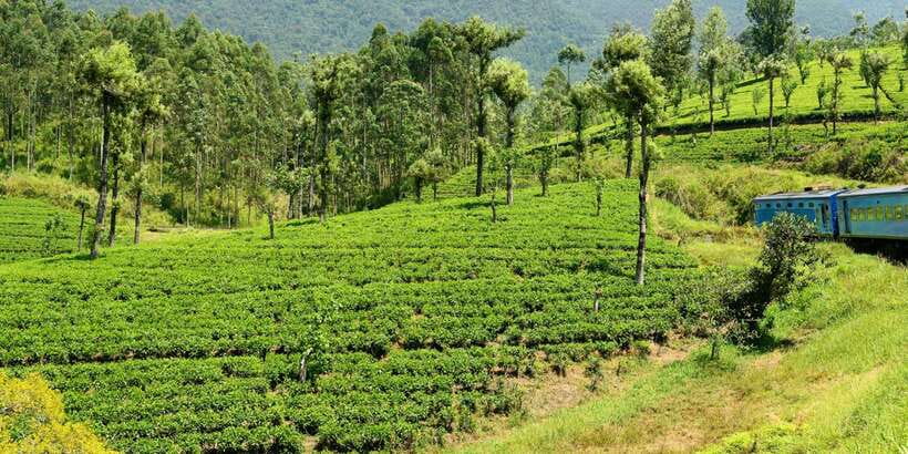 Sri Lanka: 2-Day wildlife tour; rainforest and National park - Sinharaja rainforest: a proper walk, not a quick photo stop