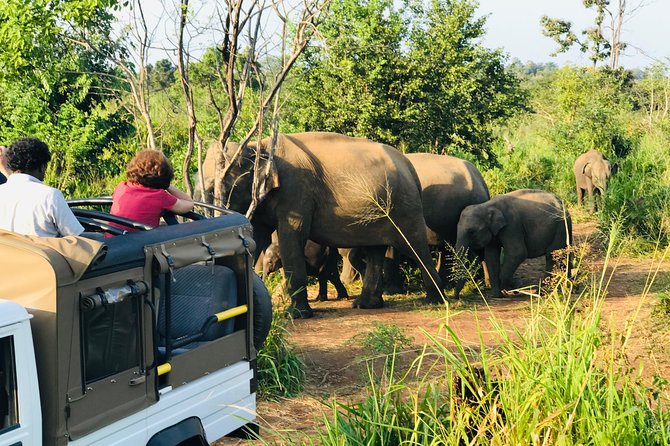 Sri Lanka Wild Life Uniqe Safari 26 - The guides are the main reason this safari works
