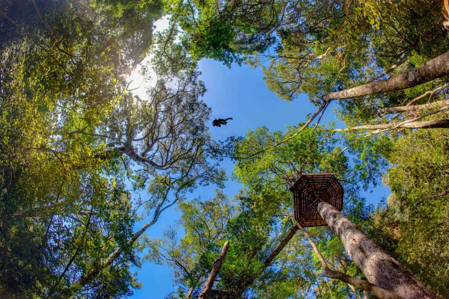 Storms River: Tsitsikamma National Park Zipline Canopy Tour - A canopy tour with a real forest setting