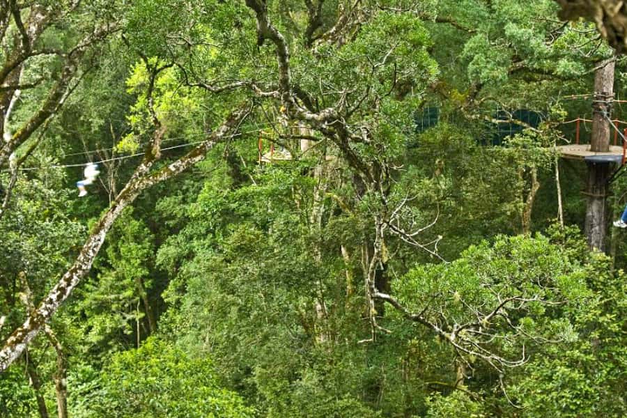 Storms River: Tsitsikamma National Park Zipline Canopy Tour - How strenuous is the outing?