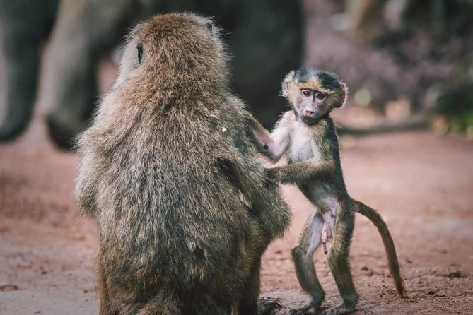 Tarangire National Park: Guided Day Tour from Arusha - Why Tarangire Makes Sense as a Day Trip from Arusha