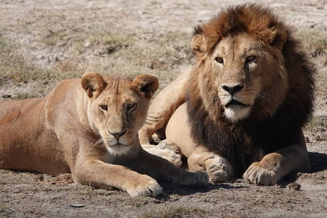 Tarangire National Park: Guided Day Tour from Arusha - The Guides Matter More Than the Brochure
