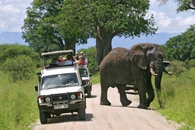 Tarangire National Park: Guided Day Tour from Arusha