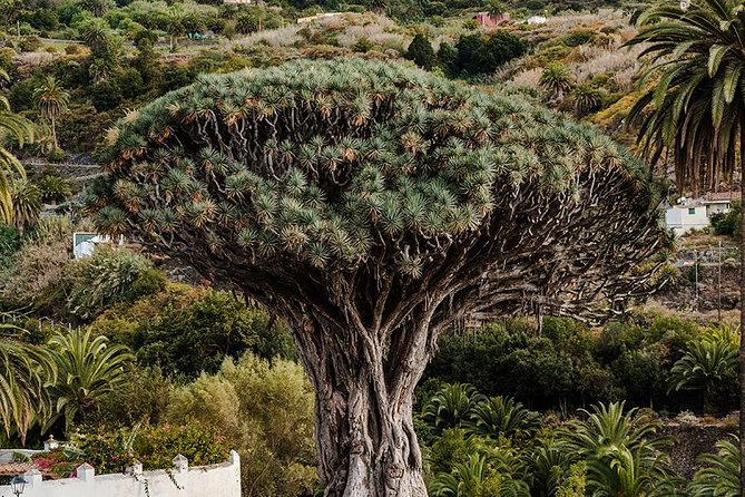 Tenerife Grand Tour: including Teide National Park and Masca - The Road to Masca