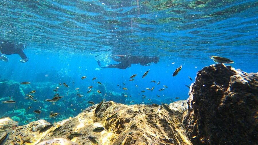 Tenerife: Snorkeling Tour in a Marine Protected Area - Should you book the Abades snorkeling tour?