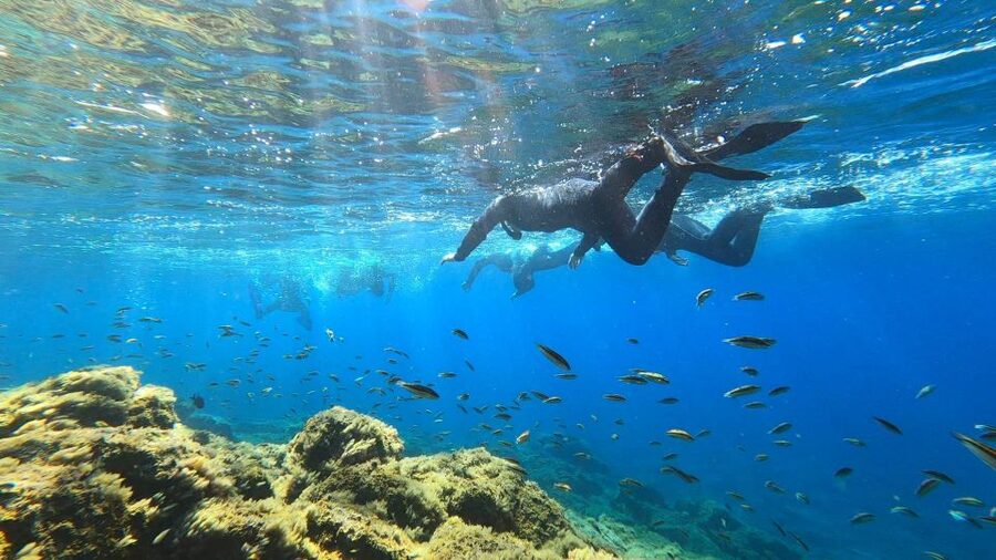 Tenerife: Snorkeling Tour in a Marine Protected Area - How good are the guides?