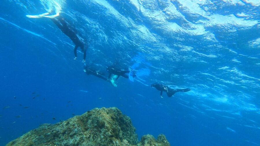 Tenerife: Snorkeling Tour in a Marine Protected Area - Is the $45 price good value?