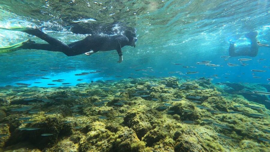 Tenerife: Snorkeling Tour in a Marine Protected Area - Who should book this experience?