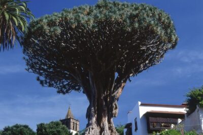 Tenerife: Teide National Park Full-Day Tour with Pickup