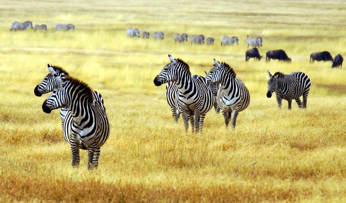 The Amaizing Private Day Trip to the lovely Arusha National Park - Key points at a glance