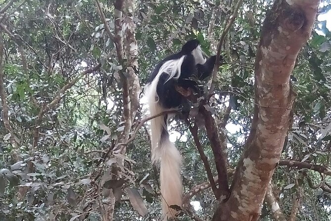 The Amaizing Private Day Trip to the lovely Arusha National Park - The two-hour ranger walk