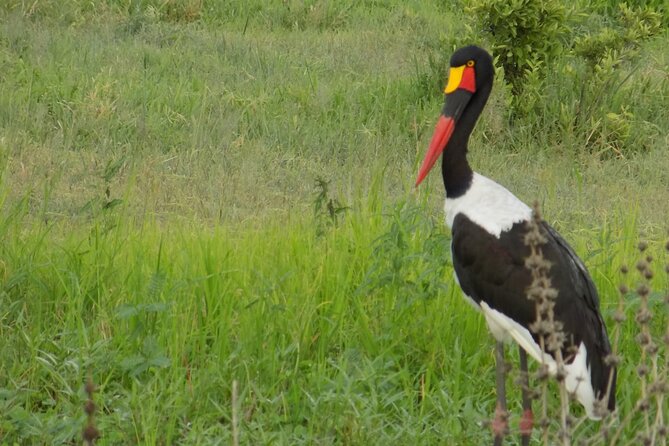 The Amaizing Private Day Trip to the lovely Arusha National Park - Forest, the fig tree, and a chance at colobus monkeys