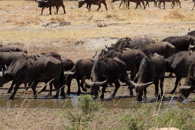 The Amaizing Private Day Trip to the lovely Arusha National Park - What the $450 price really covers