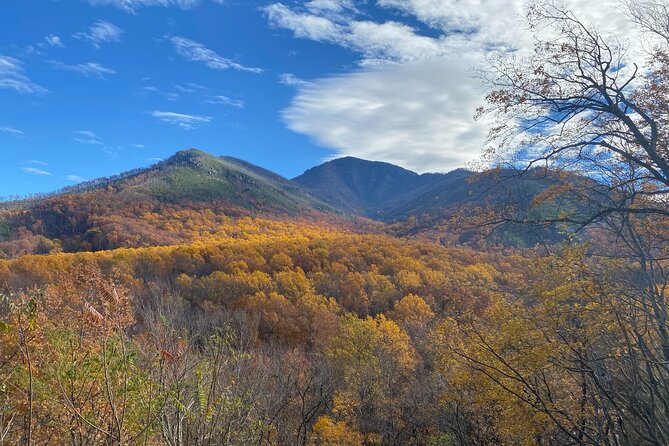 The "Classic" National Park Tour - A Three-Hour Introduction to the Great Smoky Mountains