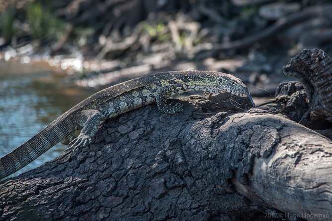 The Mosi oa Tunya National Park Game Drive - Why the guide can make or break the outing