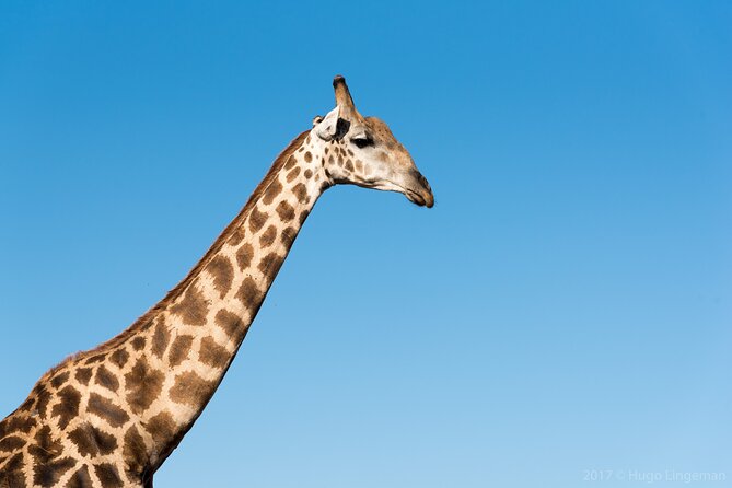 The Mosi oa Tunya National Park Game Drive - Price, comfort, and the value question