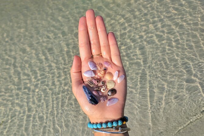 Three Hour Shelling Cruise to Shell Key Preserve from John's Pass - Key points before you book