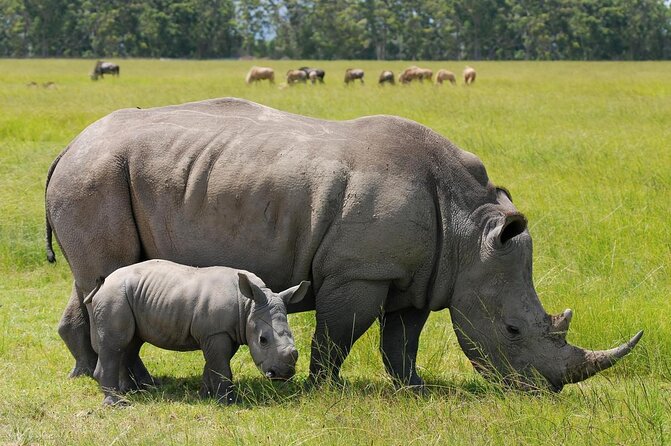 Tour: Giraffe Center and Nairobi National Park - Key things to know before booking